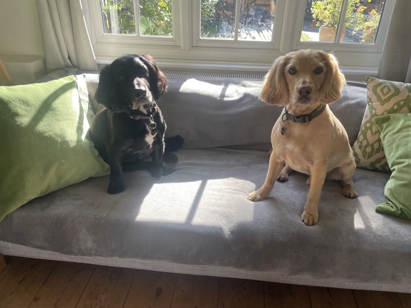 A black and a golden cocker spaniel sitting together on a grey sofa by a bright bay window