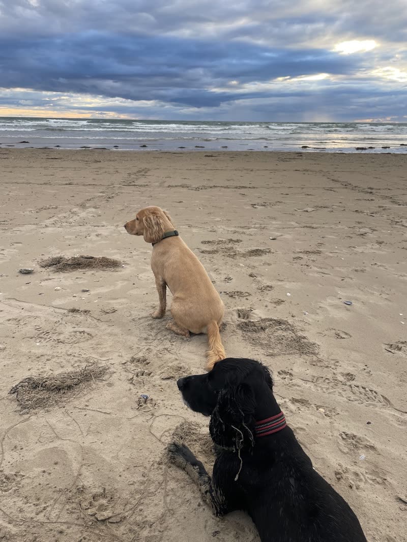 A golden labrador and a black labrador sitting on a sandy beach looking out to sea