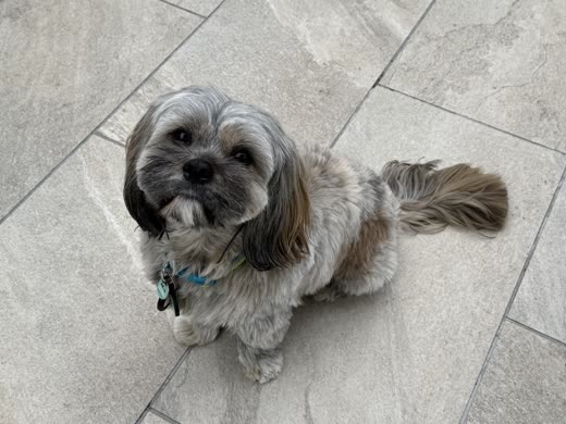 Tan-and-white Lhasa Apso with a fresh full trim sitting on a tiled floor, looking up