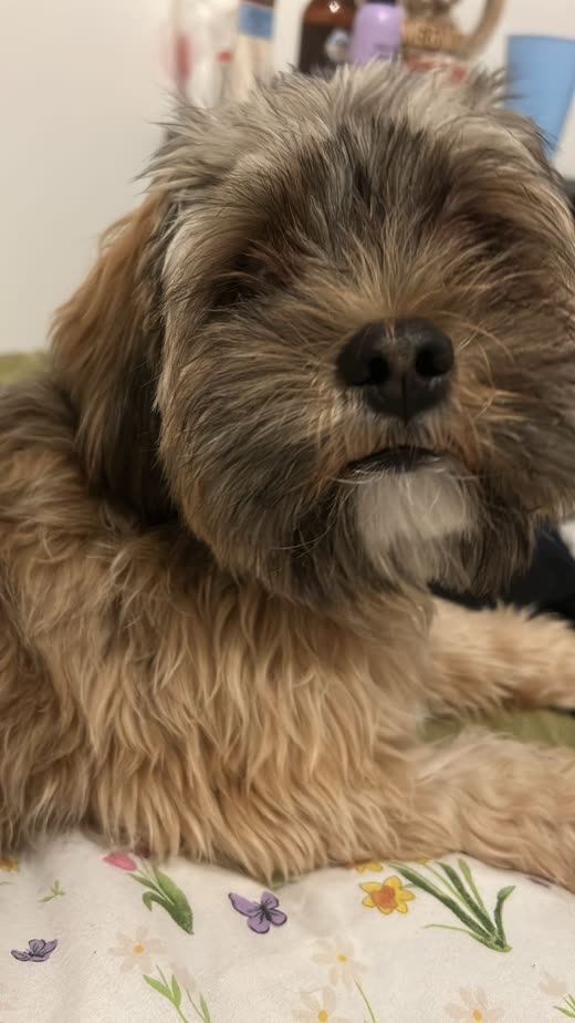 Close-up of a golden long-haired dog's soft, full coat resting on a cushion