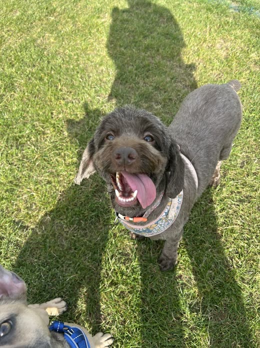 Grey wire-haired dog with a short tidy trim sitting on grass, tongue out