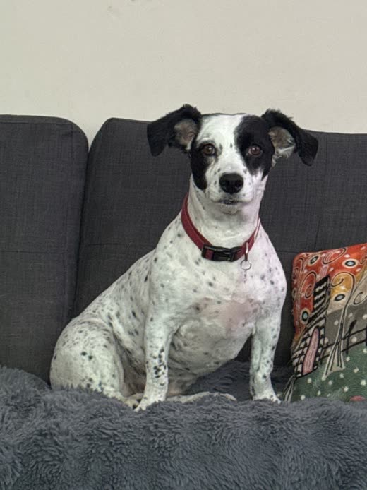 Small white dog with black ear patches and a red collar sitting upright on a grey sofa