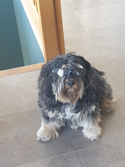 Shaggy grey-and-tan dog wearing sunglasses sitting in a doorway